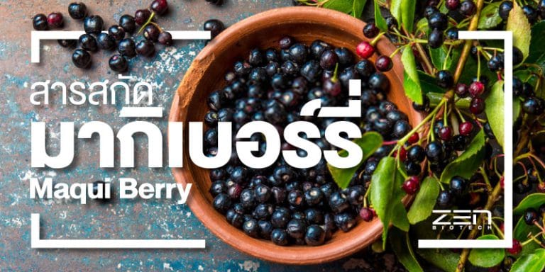 สารสกัด มากิเบอร์รี่ Maqui Berry