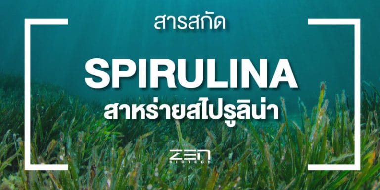 สารสกัดสาหร่ายสไปรูลิน่า Spirulina