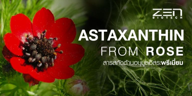 สารสกัดแอสตาแซนทินจากดอกอโดนิส (Adonis Aestivalis)