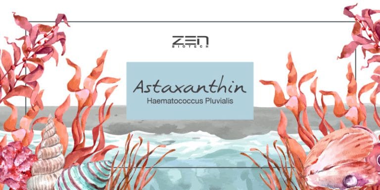 สารสกัดจากแอสตาแซนธินในสาหร่ายสีแดง Astaxanthin