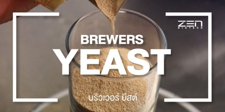 สารสกัดบริวเวอร์ ยีสต์ Brewer Yeast
