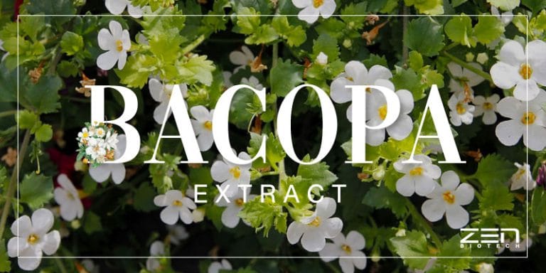 สารสกัดบาโคพา พรมมิ Bacopa Monnieri