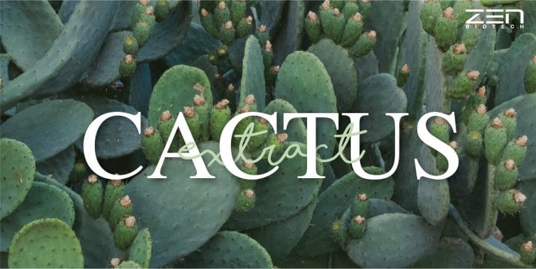 สารสกัดจากกระบองเพชร Cactus Extract