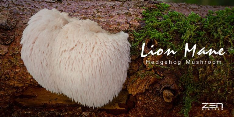 สารสกัดจากเห็ดยามาบูชิตาเกะ Lion Mane