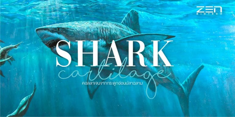 สารสกัดจากกระดูกอ่อนปลาฉลาม Shark Cartilage