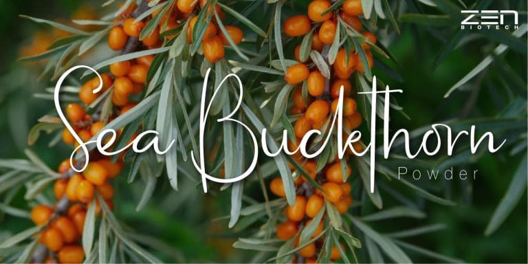 สารสกัดจากซีบัคธอร์น Sea Buckthorn Powder