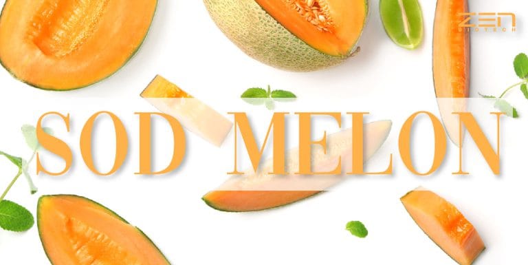 สารสกัดจากเมล่อน SOD เข้มข้น SOD Melon Powder