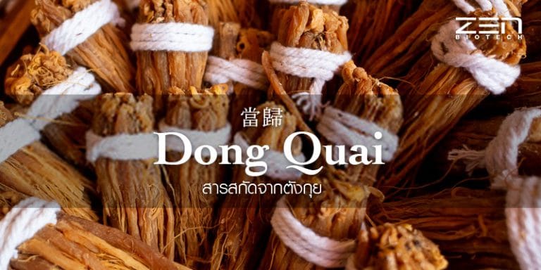สารสกัดจาก ตังกุย Dong Quai extract 