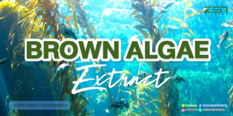 สารสกัดจากสาหร่ายสีน้ำตาล Brown algae extractBrown algae extract