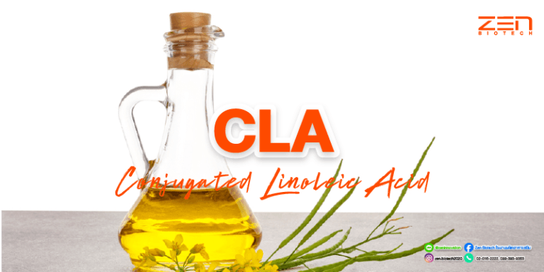 สารสกัดจาก Conjugated Linoleic Acid (CLA)Conjugated Linoleic Acid (CLA) Extract for supplyment