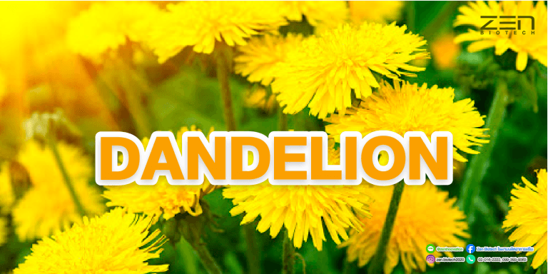สารสกัดจาก DandelionDandelion Extract for supplyment