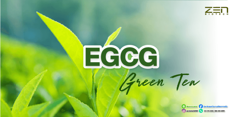 สารสกัดจาก EGCG in green teaEGCG in green tea extract for supplyment