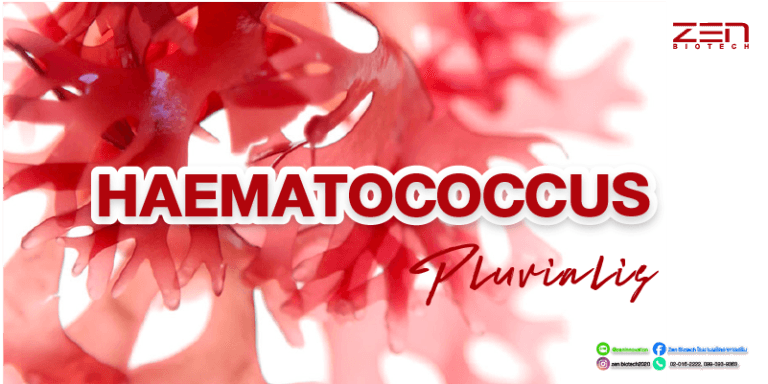 สารสกัดจาก ฮีมาโตคอกคัส พลูวิเอลิส (Haematococcus pluvialis)Haematococcus pluvialis extract for supplyment