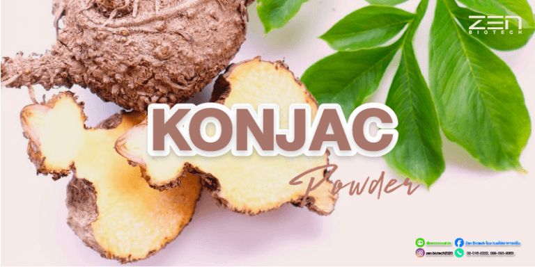 สารสกัดจากหัวบุก Konjac extractKonjac Extract Powder for supplyment