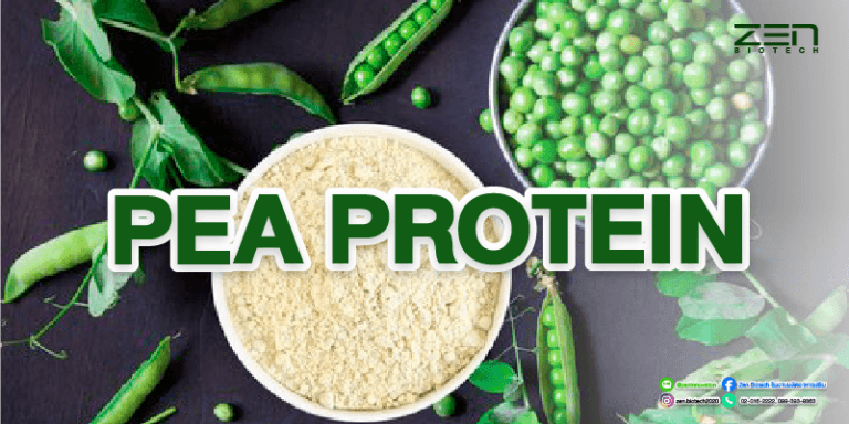 สารสกัดจากถั่วพี Pea proteinPea protein extract for supplyment