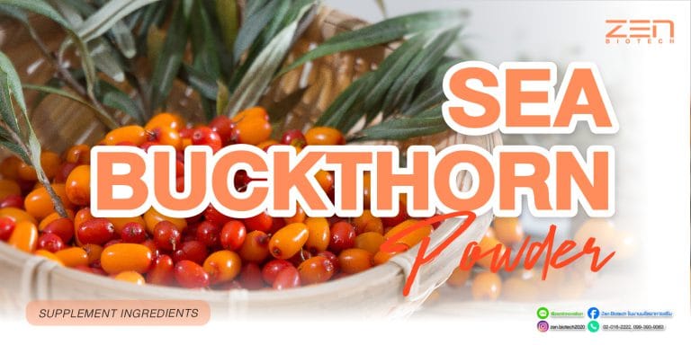 สารสกัดจากซีบัคธอร์น Sea buckthornSea buckthorn extract Sea buckthorn