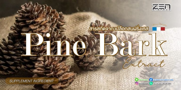 สารสกัดจากเปลือกสน (Pine Bark Extract) นำเข้าจากฝรั่งเศส กับประโยชน์ที่น่ารู้