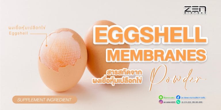 สารสกัดจากผงเยื่อหุ้มเปลือกไข่ Eggshell membranes powder