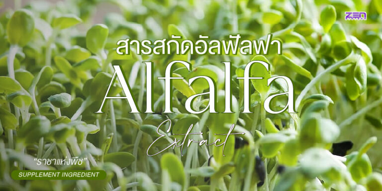 Alfalfa Extract (สารสกัดอัลฟัลฟา) Super Green “ราชาแห่งอาหารทั้งมวล”