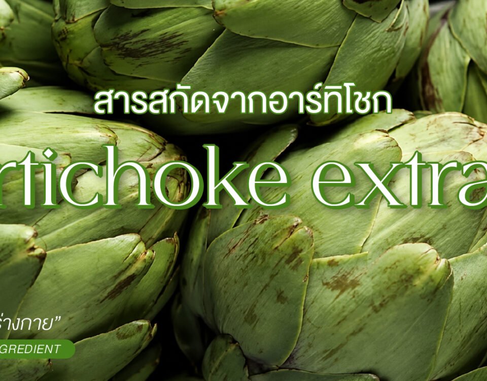 สารสกัดจากอาร์ติโชค (Artichoke Extract)